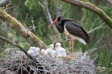 Black stork with babies in the nest. Wildlife scene from nature. Bird Black Stork with red bill, Ciconia nigra, sitting on the nest in the forest. Animal spring nesting behavior in the forest. clipart