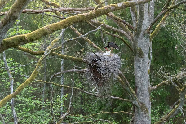 Black Stork Babies Nest Wildlife Scene Nature Bird Black Stork — Stock Photo, Image