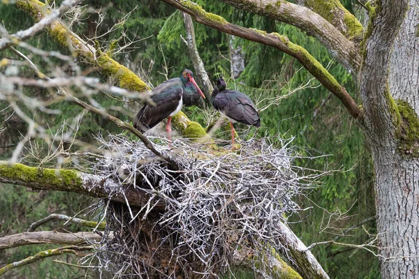 Black Stork Nest Two Adult Black Storks Nest Spring Large — Stock Photo, Image