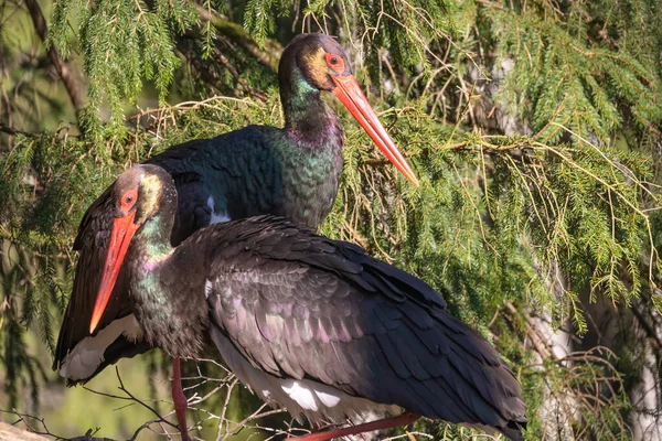 Black stork in the nest. Two adult black storks in the nest during spring. A large nest in an old natural forest. High quality photo