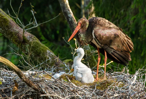 Svart Stork Med Unger Redet Villmarksscenen Fra Naturen Black Stork – stockfoto