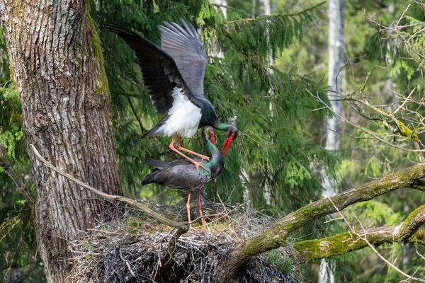 Black Storks Mate Nest Birds Spring Activity Nature Large Black — Stock Photo, Image