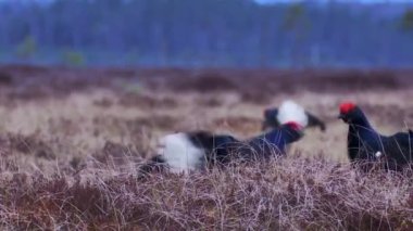 Leksite 'de bataklıkta üç zenci erkek. Black Grouse dans ediyor. Siyah orman tavuğu tetrao tetrix. Sabahın köründe. Doğada çiftleşme mevsimi. Avrupa doğası.