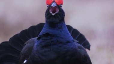 Güneş doğarken kara çim leki. Portre 'yi kapat. Sabahın erken saatlerinde siyah orman tavuğu tetrao tetrix. Doğada bahar çiftleşme mevsimi. Bataklıkta bir orman tavuğu. Avrupa doğası.