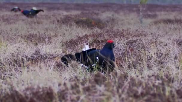 Black Grouse Lek Amanecer Primer Plano Retrato Grouse Negro Tetrao — Vídeos de Stock