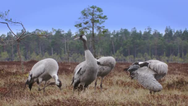 Close Crane Grus Grus Feeds Rests Marsh Spring Migration Swamp — Stock Video
