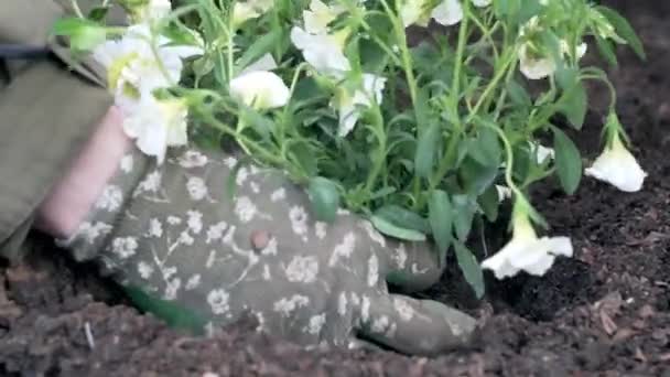 Bahçıvanlık Baharda Beyaz Çiçekler Ekiyorum Yüksek Kaliteli Fullhd Görüntüler — Stok video