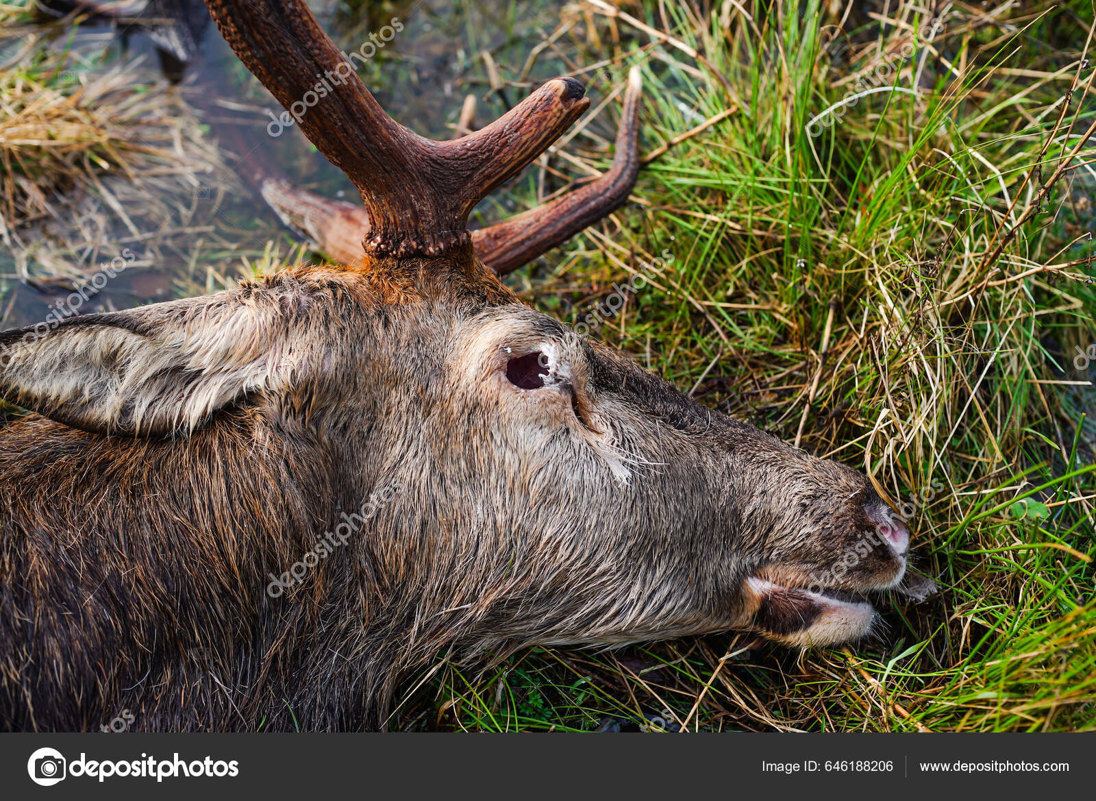 Red Deer Antlers