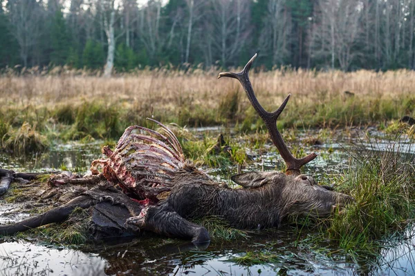 Död Hjort Med Horn Cervus Elaphus Dödad Vargar Canis Lupus — Stockfoto