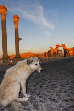 Suriye, Palmyra 'daki komik evsiz köpek. Antik Palmyra şehrinin kalıntıları. Palmyra, Suriye 'de gün doğumu. Savaştan önce. Orta Doğu. Yüksek kalite fotoğraf