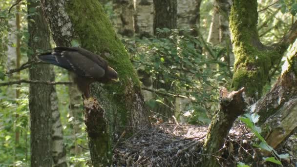 아퀼라 마리나는 근처에 나뭇가지에 날개를 펼치고 유럽의 자연림에서 점박이 독수리 — 비디오