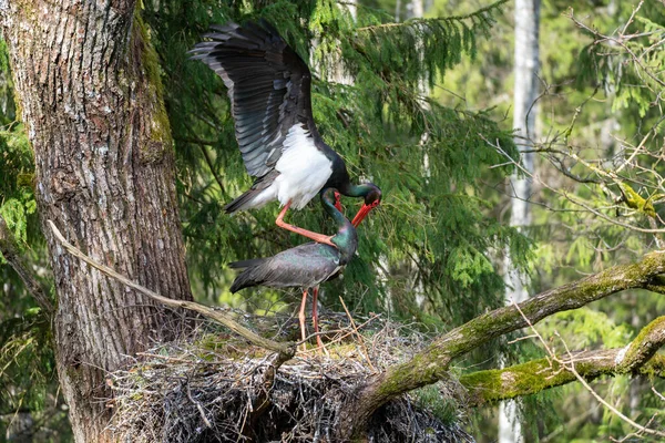Black Storks Mate Nest Birds Spring Activity Nature Large Black — Stock Photo, Image