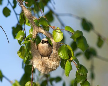 Penduline tit, Remiz pendulinus, peeking out of nest in morning sun. Bird building unique nest. European nature. High quality photo