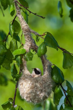 Penduline tit, Remiz pendulinus, peeking out of nest in morning sun. Bird building unique nest. European nature. High quality photo