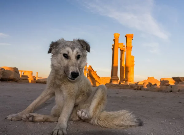 Divertido Perro Sin Hogar Siria Palmira Ruinas Antigua Ciudad Palmira — Foto de Stock