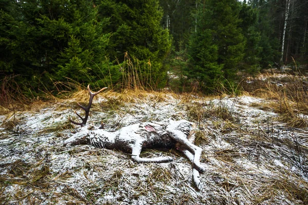Dead Red Deer Antlers Cervus Elaphus Killed Wolves Canis Lupus — Stock Photo, Image