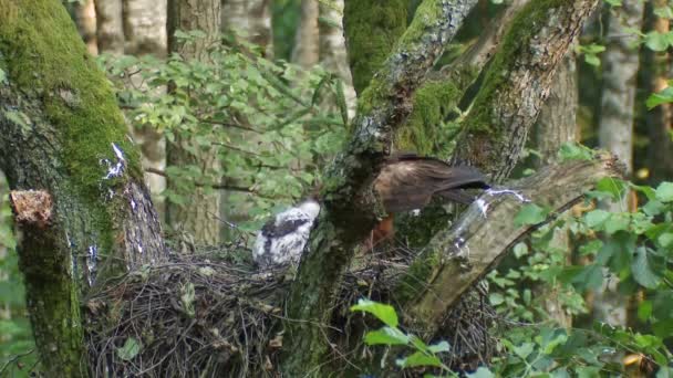 Lesser Spotted Eagle Nest Chick Aquila Pomarina Eagle Feeds Chick — Stock Video