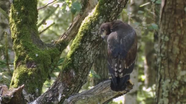 Juvenile Lesser Spotted Eagle Aquila Pomarina Sits Branch Nest — Stock Video