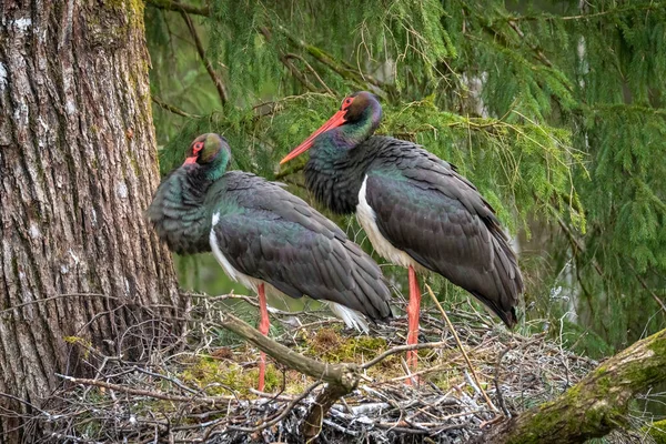 Black Stork Ciconia Nigra Nest Large Nest Old Natural Forest — Stock Photo, Image