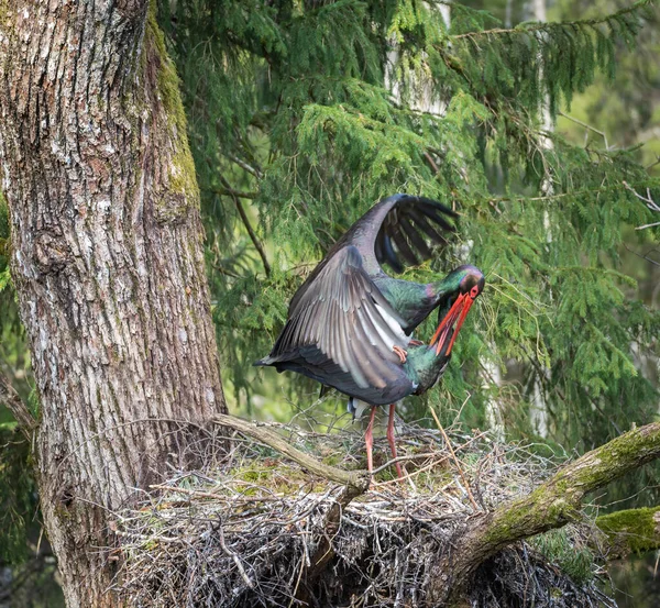 Black Storks Ciconia Nigra Mate Nest Large Black Storks Nest — Stock Photo, Image