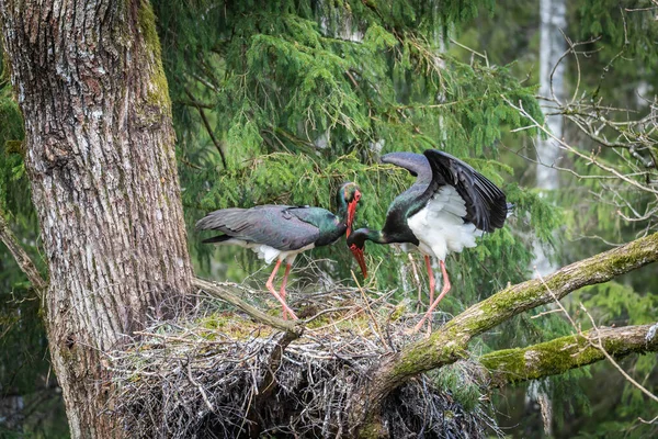 Black Stork Ciconia Nigra Nest Large Nest Old Natural Forest — Stock Photo, Image