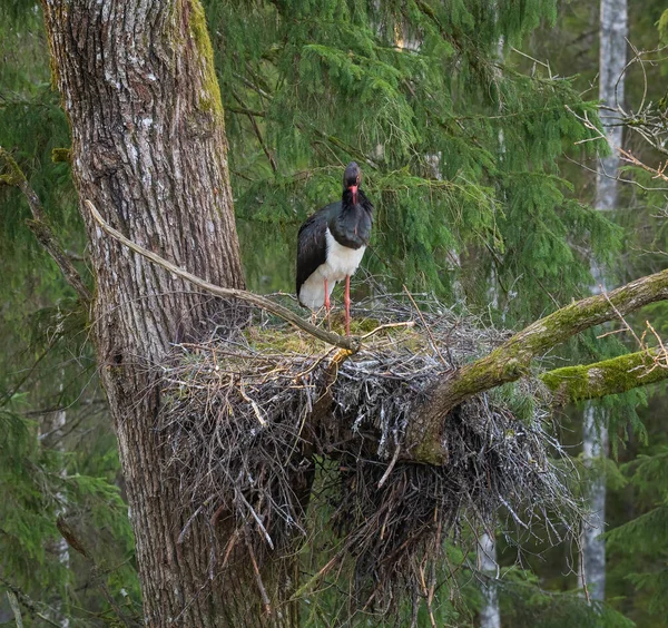 Adult Black Storks Ciconia Nigra Large Nest Old Natural Forest — Stock Photo, Image