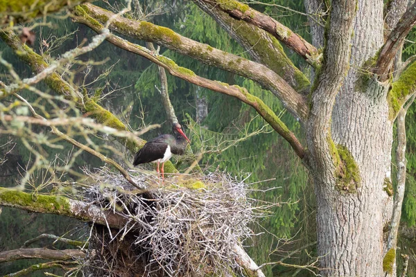 Adult Black Storks Ciconia Nigra Large Nest Old Natural Forest — Stock Photo, Image