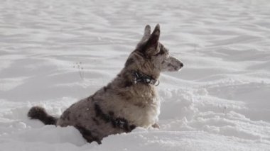 Komik benekli, melez bir köpek karda oturur ve izler. Köpek çerçeveden fırladı. Yavaş çekim videosu. Yüksek kaliteli FullHD görüntüler