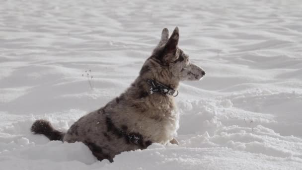 Śniegu Zegarkach Siedzi Zabawny Nierasowy Pies Pies Wyskoczył Klatki Filmik — Wideo stockowe