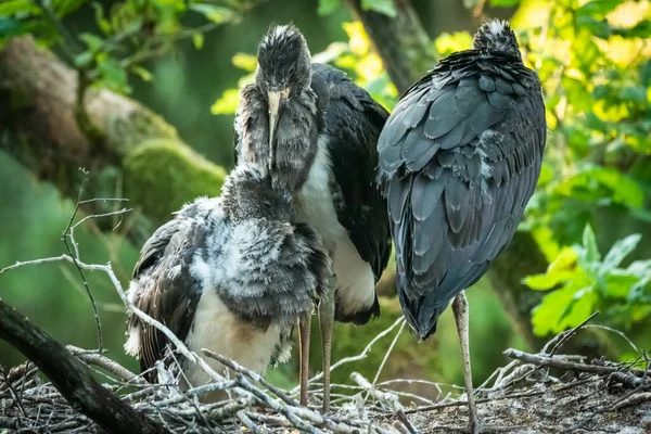 Three Young Black Storks Waiting Parents Large Nest High Quality — Stock Photo, Image