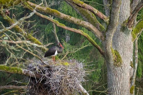 Adult Black Storks Nest Spring Large Nest Old Natural Forest — Stock Photo, Image
