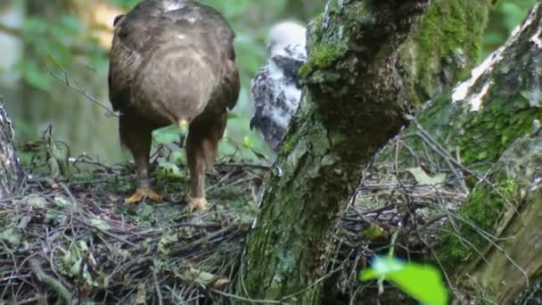 Μικρότερη Στίγματα Αετού Στη Φωλιά Γκόμενα Μικρότερη Spotted Αετός Aquila — Αρχείο Βίντεο