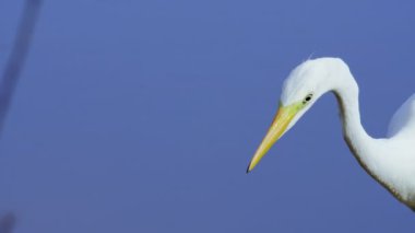Büyük beyaz balıkçıl bir balık yakalar. Great White Egret, Ardea Alba, yakın çekim profil görüntüsü. Arka planda mavi su var. Yüksek kalite 4k görüntü