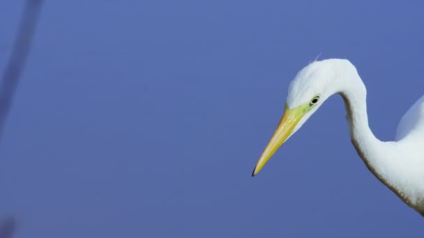 Grote Witte Reiger Vangt Een Vis Grote White Egret Ardea — Stockvideo