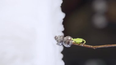 Şekillendirilmiş bir tatlı. Bir huş ağacının dalına asılmış ve şeker şurubuyla kaplanmış yabanmersini. Sıvı nitrojen tatlısı. Moleküler mutfağa yakın çekim. Yavaş çekim videosu. Yüksek kaliteli görüntüler