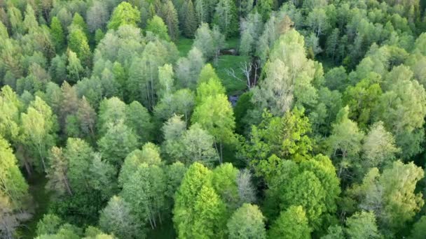 녹색의 낙엽수림을 날아간다 유럽의 봄이다 아름다운 고품질 Prores 동영상 — 비디오