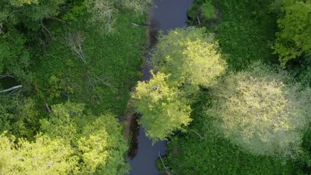 夏には緑の森や川の空中ビュー 木々や日の出の光線輝く 新鮮な緑の古い自然の落葉樹林の上にドローン飛行 春のヨーロッパの自然 環境コンセプト — ストック動画