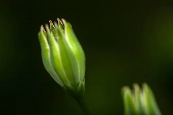 Επιλεκτική Εστίαση Πράσινο Φλυτζάνι Φυτών Μαύρο Φόντο Macro Φυτό Γκρο — Φωτογραφία Αρχείου