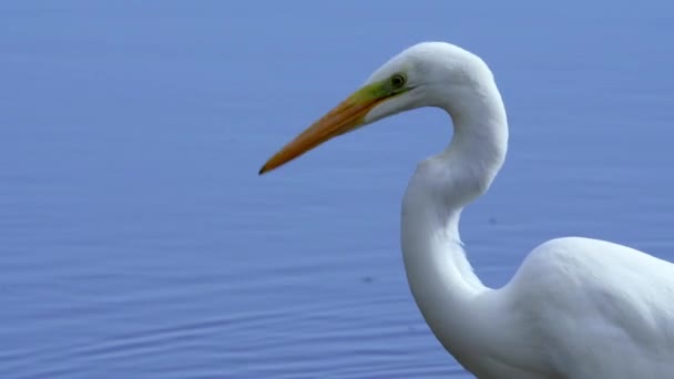 Nagy Fehér Egret Közelkép Profilkép Kék Víz Háttérben Kiváló Minőségű — Stock videók