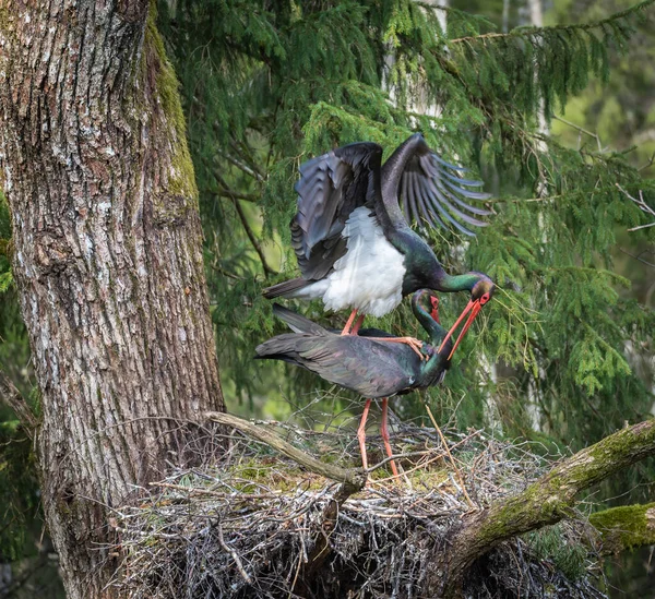 Black storks mate in a nest. Birds spring activity in nature. A large black storks nest in a large oak tree in an old forest. High quality photo