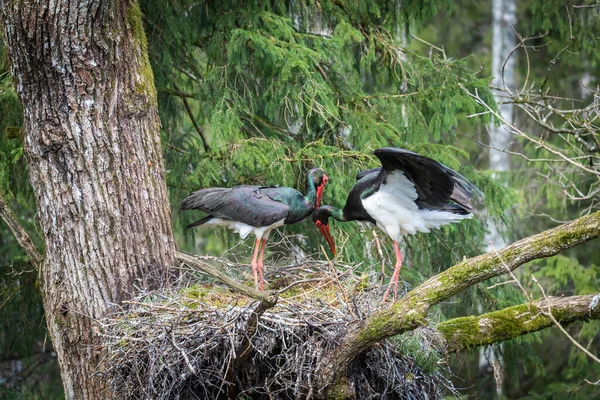 Black stork ciconia nigra in the nest. A large nest in an old natural forest. Two adult black storks in the nest during spring. A large nest in an old natural forest. Selective focus