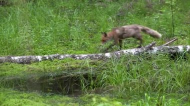 Kızıl bir tilki, Vulpes vulpes, yazın ormandaki devrilmiş bir ağacın gövdesinin üzerinden geçer. Avrupa doğası. Yüksek kalite 4k görüntü