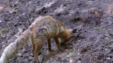 Bir kızıl tilki, vulpes vulpes, yazın avını gömmek için toprağı kazar. Doğadan vahşi yaşam sahnesi. 