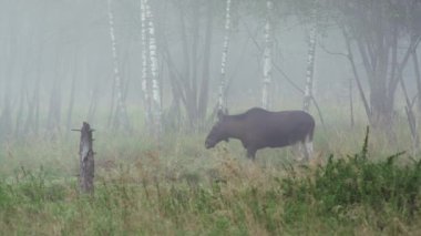 Geyik, geyik, Alces alces, sonbahar sisinde. Sonbahar manzarası. Yüksek kalite 4k görüntü
