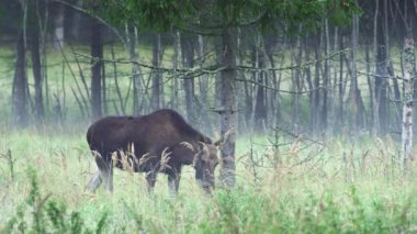 Üç Geyik, geyik, Alces Alces, sonbahar sisinin içinde. Sonbahar manzarası. Yüksek kalite 4k görüntü