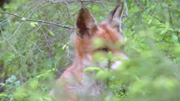 レッドフォックス 緑の森の中の彫刻 赤狐の周りを見回すと 閉じます ヨーロッパの自然 高品質4K映像 — ストック動画
