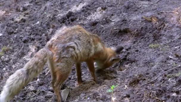 夏には赤いキツネ その獲物を埋めるために地面を掘る 自然からの野生動物のシーン — ストック動画