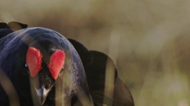 Lekking Black grouse. Male of grouse on the bog. Black grouse Close up Portrai.