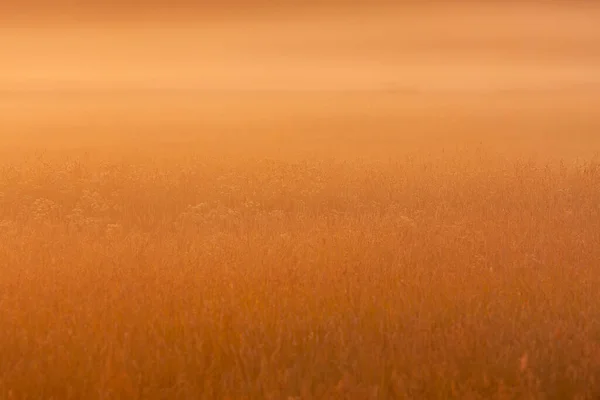Łąka Skąpana Złotym Świetle Wschód Słońca Zachód Słońca Naturalnej Europejskiej — Zdjęcie stockowe