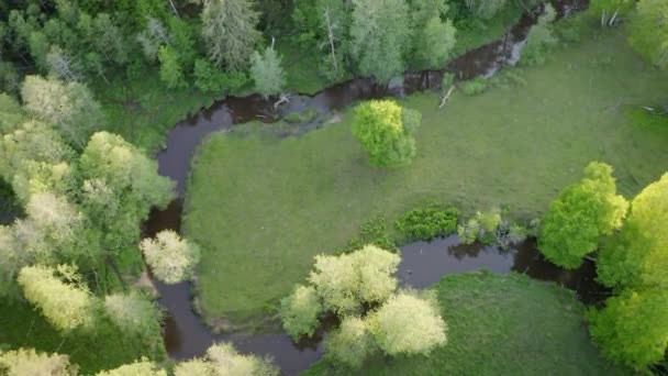 Letecký Pohled Zelený Les Řeku Létě Zářící Stromy Paprsky Vycházejícího — Stock video